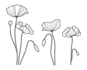 Elegant poppy flowers design in line art style