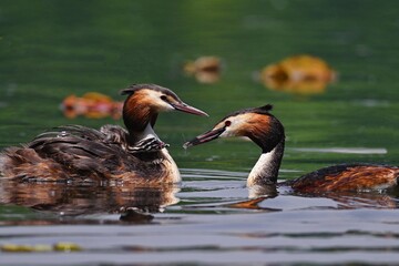 two ducks in the pond