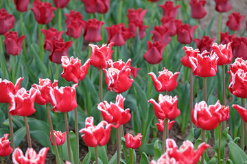 Tall red and white coronet Tulip, tulipa ‘Elegant Crown’ in flower.