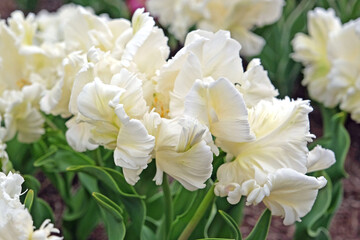 White frilled parrot Tulip, tulipa ‘White Parrot’ in flower.