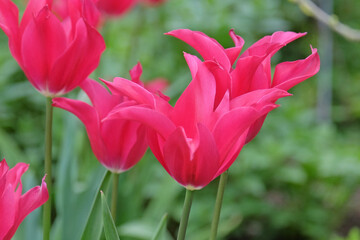 Fototapeta premium Fuchsia pink lily flowered Tulip, tulipa ‘Mariette’ in flower.