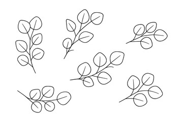 Vector illustration of hand drawn eucalyptus branches
