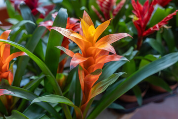 Obraz premium Guzmania is a genus of over 120 species of flowering plants in the subfamily Tillandsioideae of the botanical family Bromeliaceae.