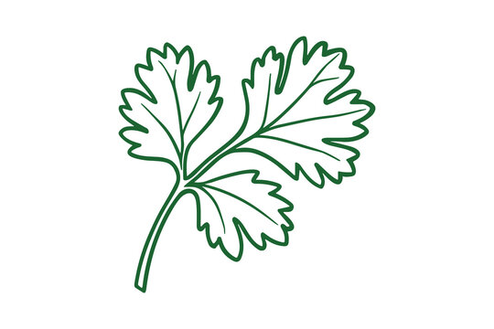 A simple cilantro herb leaf with green outlines on a white background.