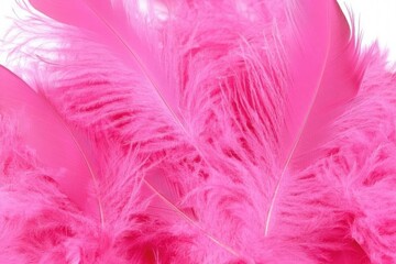 Obraz premium Close-up of vibrant pink ostrich feathers. Soft, fluffy textures overlap in a close-knit pattern against a white background