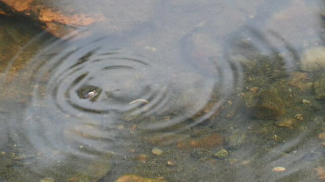 Whirligig beetles or water beetles on water surface. It is a comprising the family&nbsp;Gyrinidae. Usually they swimming on the surface of water, but they can also swimming inside water. Slow motion video.