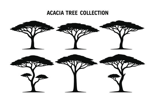 Set of black acacia tree silhouettes. Flat vector illustration isolated