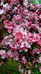 pink hydrangea flowers