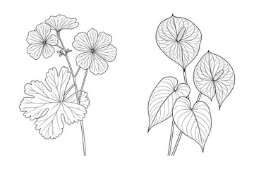 Botanical Artwork of Geraniums and Anthurium Flowers Outline
