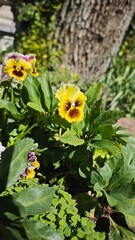 Yellow pansy flower with deep maroon center blooming in a garden bed near a tree. Concept of contrast in nature and delicate floral presence in shaded greenery