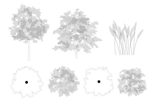Trees in elevation and plan view for use in architectural drawings
