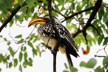 yellow billed hornbill in the wild, Africa 