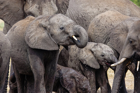 Elephant and baby drinking water 