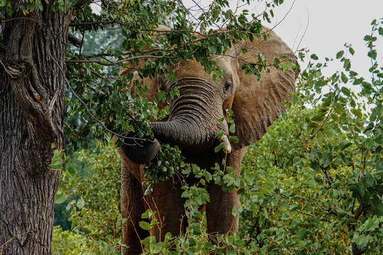 elephant in the forest