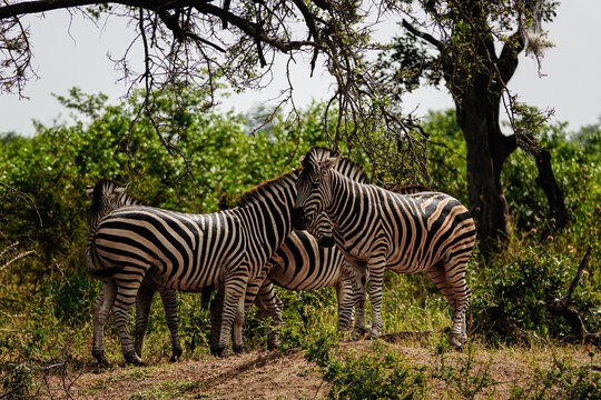 zebra in the wild
