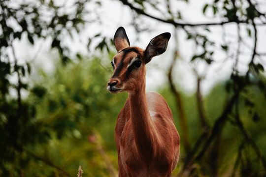 Impalas in South Africa