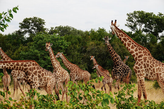 Group of giraffe in the wild