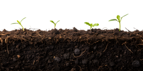 Cross-section of soil with young green seedlings sprouting, concept of growth, agriculture, and eco-friendly farming, AI Generative