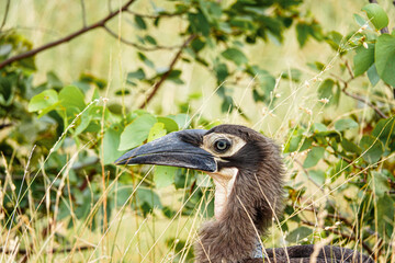 Baby Ground hornbill, Africa 