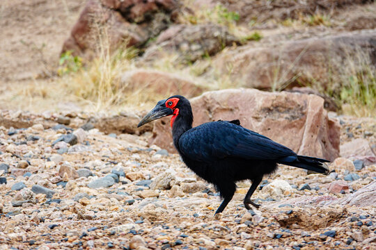 Ground hornbill, Africa 