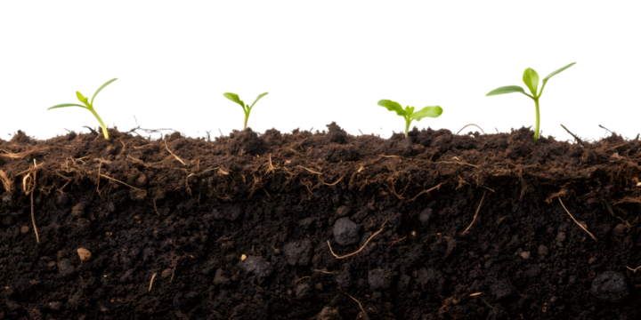 Cross-section of soil with young green seedlings sprouting, concept of growth, agriculture, and eco-friendly farming, AI Generative