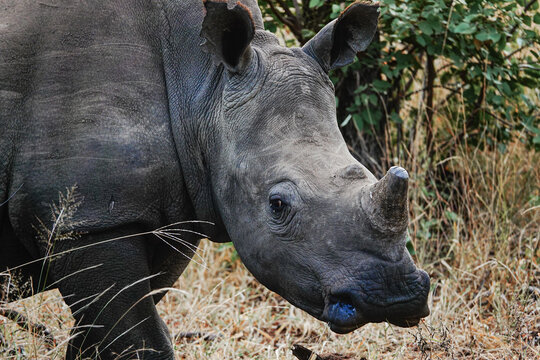 Rhino in the wild, Africa 