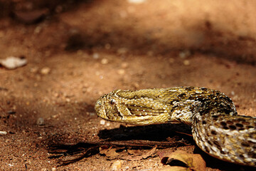 Snake, Puff Adder in the wild, Africa 