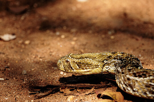 Snake, Puff Adder in the wild, Africa 