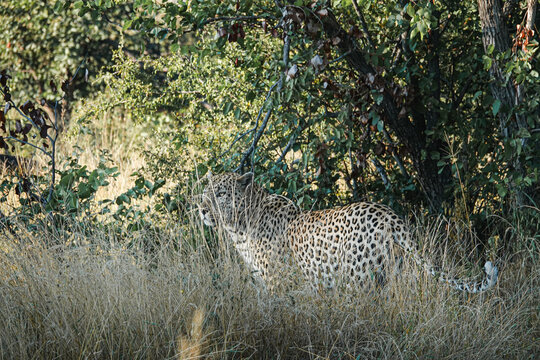 Leopard in the wild, Africa