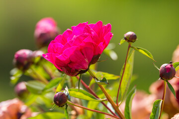 Blooming pink peony flower in summer garden in Masuria, Poland.
