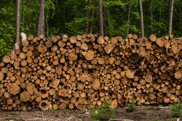 Freshly Cut Wood Stacked on a Pile. Felled Trees Stacked In A Pile, With A Green Forest Wall In The...