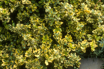 Fusain, Euonymus japonicus 'Emerald'n Gold'