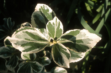 Fusain, Euonymus japonicus 'Bravo'