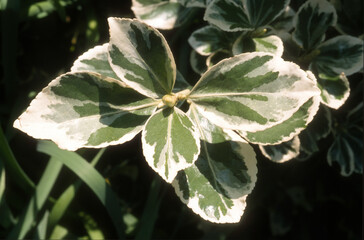 Fusain, Euonymus japonicus 'Bravo'