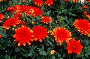 Dahlia 'Rhapsodie'