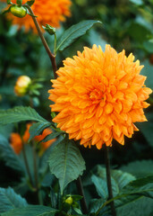 Dahlia décoratif 'Renate Tusiot'