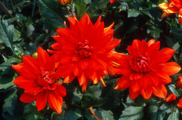 Dahlia 'Rhapsodie'
