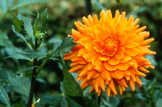 Dahlia d&eacute;coratif 'Renate Tusiot'