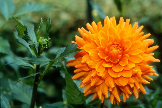 Dahlia d&eacute;coratif 'Renate Tusiot'