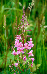 Chamaenerion angustifolium,  Epilobe en épi