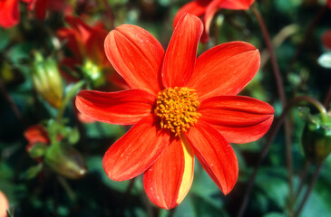 Dahlia nain ''Gilles Doisy'