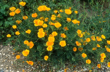pavot de Californie, eschscholzia californica