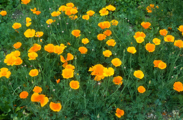 pavot de Californie, eschscholzia californica