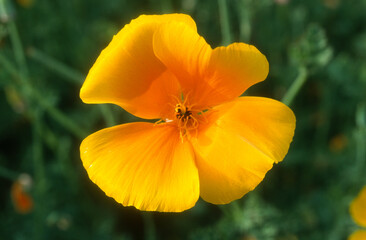 Fototapeta premium pavot de Californie, eschscholzia californica