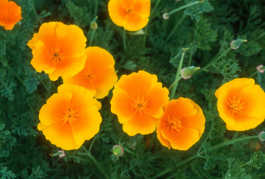 pavot de Californie, eschscholzia californica