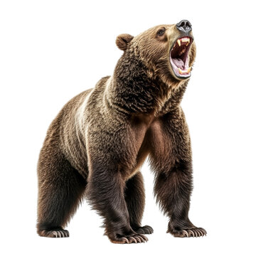 A Majestic Brown Bear Standing Tall with Open Mouth, Isolated on White Background