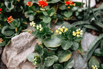 Colorful blooming plants in a rocky garden setting during spring season