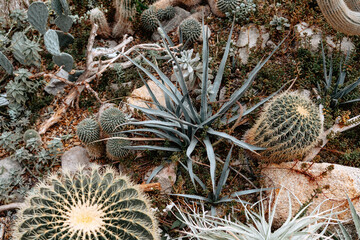 Cacti and succulents thrive in a lush desert garden landscape