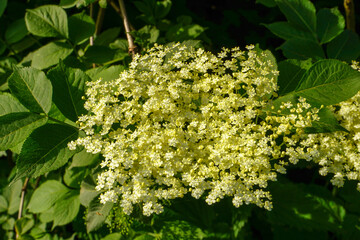 Sambucus nigra - elderberry blossom in the spring garden, elderberry inflorescence flowers. European elderberry and European black elderberry.
