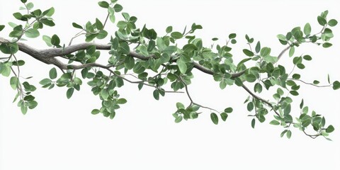 Lush Branching Canopy